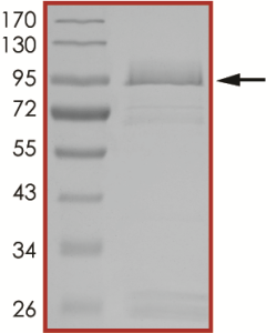 EGFR (T790M L792H L858R), Active